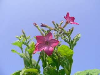 تنباکوی بالدار